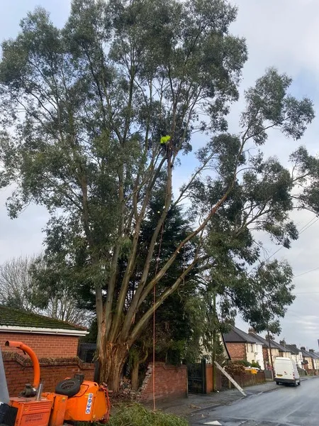 Eucalyptus tree removal case study