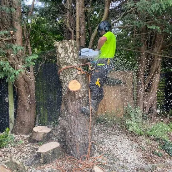 Tree surgeon cutting tree with chainsaw - CFI Tree Care